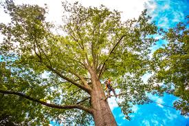 Professional  Tree Services in Alturas, CA