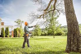 Why Choose Our Tree Removal Services in Alturas, CA?