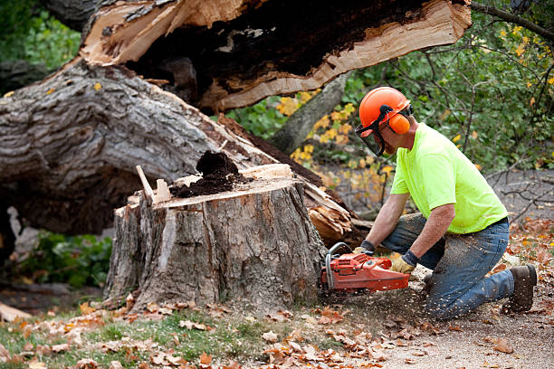 Tree and Shrub Care in Alturas, CA